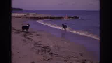 Ocean City New Jersey USA (1968): Dogs Beach Shore People Kids Water Summer Warm