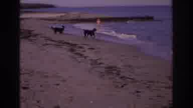 Ocean City New Jersey USA (1968): Two Dogs Free Playing Near Two Children In