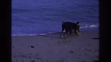 Ocean City New Jersey USA (1968): Sibling Playing On The Beach With The Dog