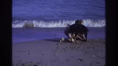 Ocean City New Jersey USA (1968): Two Kids And A Doberman Digging A Hole At The