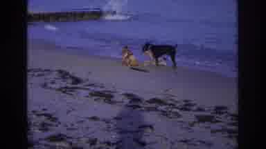 Ocean City New Jersey USA (1968): Dogs Are Just Like Family! They Babysit For Me