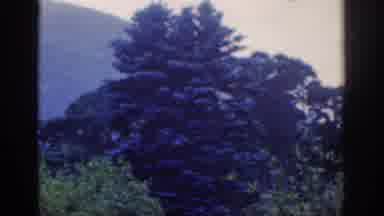 Dublin Ireland (1961): Trees And Landscape (Traditional)