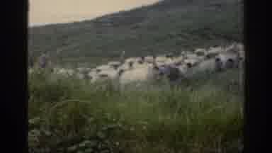 Ireland (1961): Sheep Window Roam Grass Pasture Dog Escaping Shephard Rabbit Weeds