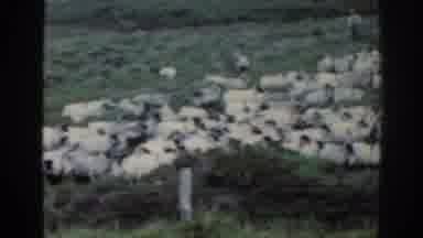 Ireland (1961): Two Shepherds Controlling Sheeps While They Eat On A Mountain