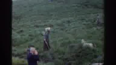 Ireland (1961): Dog Herding Sheep With People Around
