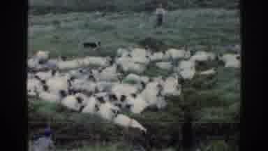 Ireland (1961): Man And Dog Round Up Large Sheep Herd In Meadow