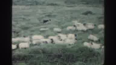 Ireland (1961): Working Sheepdog Herding A Flock Of Sheep Across Green Open Fields
