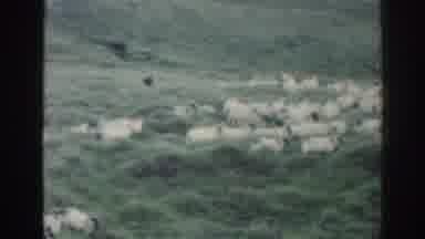 Ireland (1961): In This Video I Show My Dog With The Sheep He Is A Great Shepherd