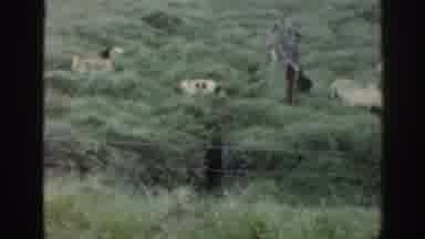 Ireland (1961): Two Shepard Men Herding White Sheep With Dogs In An Open Green