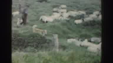 Ireland (1961): Farmers Watch As Border Cookies Here A Large Group Of Angel