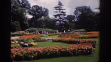Ireland (1961): A Very Tall Tree And A Man Walking By A Row Of Flowers