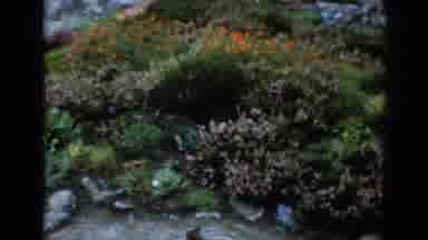 London England (1961): Old Monastery On A Grey Day And The Wild Vegetation Nearby