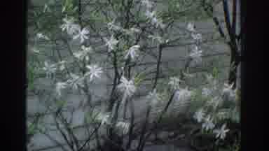 Miami Florida USA (1971): The Beautiful Garden