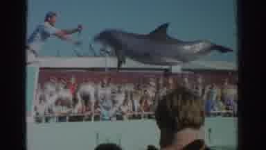 Miami Florida USA (1971): People Watching A Dolphin Jump Out Of The Water