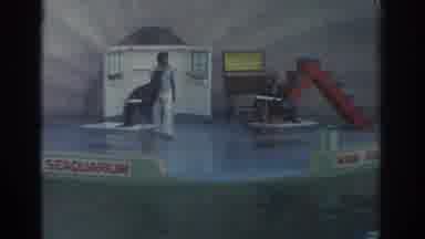 Miami Florida USA (1971): Seal In The Middle Of The Play That Doing A Trick On The