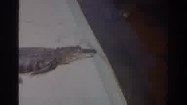 Miami Florida USA (1971): Child With His Mother At The Zoo Enjoying A Crocodile In
