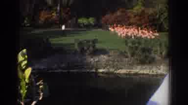 Miami Florida USA (1971): People At Zoo Watching Pink Flamingos Running By The