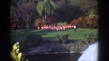 Miami Florida USA (1971): Man Herding Large Pink Flamingos Herons Pelican Birds
