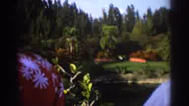 Miami Florida USA (1971): Animals Running In A Pack As Onlookers Watch From The