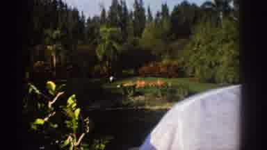 Miami Florida USA (1971): People Watching A Group Of Animal Running In The Field