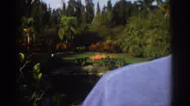 Miami Florida USA (1971): A Flock Of Flamingos In The Water Then A Flock Of