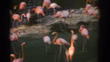 Miami Florida USA (1971): Group Of Flamingos In Water