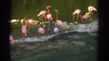 Miami Florida USA (1971): Flamingos Free Roaming Near A Lot Of People And Kids