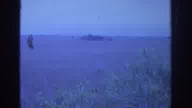 Philadephia Pennsylvania USA (1972): Tree In The Forest And With Another Trees In