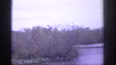 Philadephia Pennsylvania USA (1972): Shot Of The Lake Along Anhinga Trail Showing