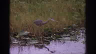 Philadephia Pennsylvania USA (1972): Enjoying The View Of The Animals And With My