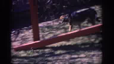 Philadephia Pennsylvania USA (1973): Two Children And A Dog Playing At A