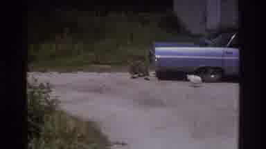 Atlanta Georgia USA (1975): Black Birds Roaming Around An Old Car