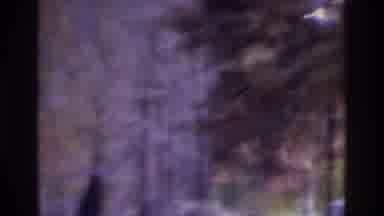 Atlanta Georgia USA (1975): Dog Roaming Outdoors Near Beautiful Forest Area