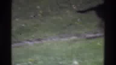 Atlanta Georgia USA (1975): Dogs Walking And Running Along Well Traveled Path In