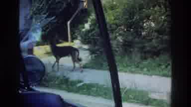 Washington DC USA (1975): German Shepherd Dog Then It Cuts To A View Of A Large