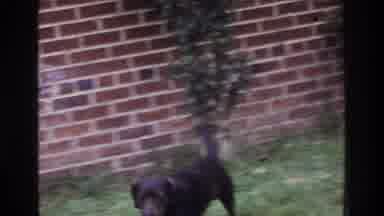 Washington DC USA (1975): Woman And Small Child At Door Watching Puppy Running In