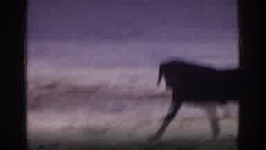 Washington DC USA (1975): Dog Walking Along The Beach Alone And A Woman Walking