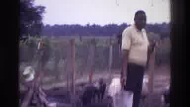 Washington DC USA (1975): Family Raising Pigs In Their Home, All Together Without