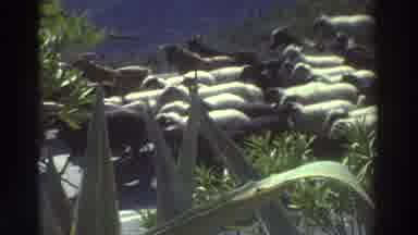 Greece (1976): One Person Was Capturing The Goats Walking Using By Camera