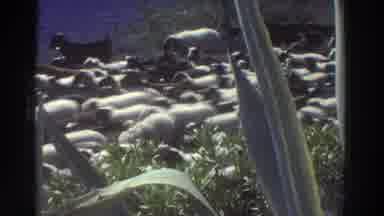 Greece (1976): A Herd Of Sheep Moving Together, Leaves In The Foreground