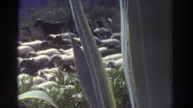 GREECE-1976: An Extremely Large Herd Of Free Roaming Sheep Walking Down The Road