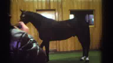 Watkins Glen New York USA (1976): The Most Beautiful Black Horses