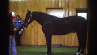 Watkins Glen New York USA (1976): Horse Being Pet While People Are Talking