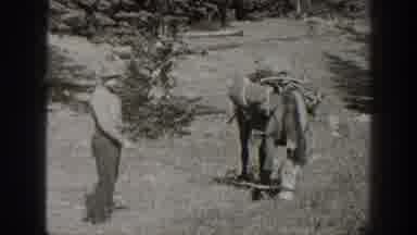 CALIFORNIA USA-1938: Man Guiding Pack Donkey Through Mountain Meadow