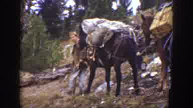 California USA (1938): Workers Use Three Horses To Carry Supplies To Different