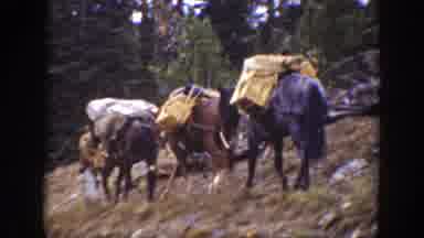 California USA (1938): Mountain Men Outside On A Mountain Traveling By Horseback