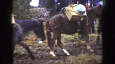 California USA (1938): Three Horses Are Carrying Something And Obeyed Their