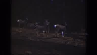 California USA (1938): Group Of Whitetail Deer At Sunrise