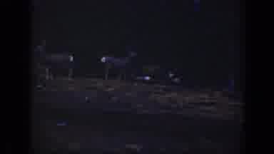 California USA (1938): The Two Small Deer Running In The Forest And Playing