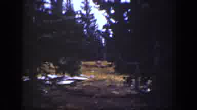 California USA (1938): Turkey In The Middle Of The Wilderness Walking Around